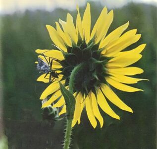 Volunteer Plants: A Garden Bonus Image